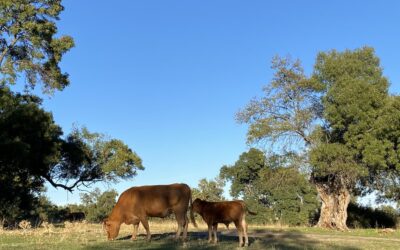 Qué ver y hacer en Cercedilla