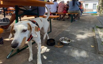 Restaurante que admite perros en la Sierra de Madrid